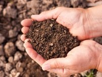 Azotul pentru gradina, flori în grădină (conac) (grădină) Azotul pentru flori de grădină, flori de grădină (conac)