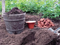 Azotul pentru gradina, flori în grădină (conac) (grădină) Azotul pentru flori de grădină, flori de grădină (conac)