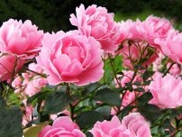 Azotul pentru gradina, flori în grădină (conac) (flori) Azotul pentru flori de grădină, flori de grădină (conac)
