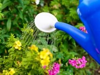 Azotul pentru flori de grădină, flori de grădină (conac) (color) Azotul pentru flori de grădină, flori de grădină (conac)