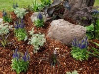 Azotul pentru gradina, flori în grădină (conac) (flori) Azotul pentru flori de grădină, flori de grădină (conac)