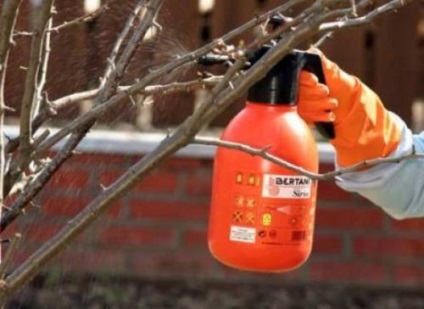 Pear foc manei tratamentul cu antibiotice, prevenirea bolilor (pere) Pear foc tăciunele tratament cu antibiotice, prevenirea bolilor