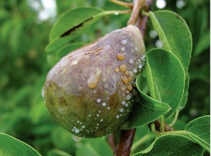 Pear foc mălura tratamentul cu antibiotice de prevenire a bolilor (tratament) Pear foc tăciunele tratament cu antibiotice, prevenirea bolilor