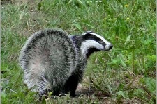 grăsime Badger pentru comentarii aplicare copii (cerere) Viezure de grăsime pentru copii folosesc, reale