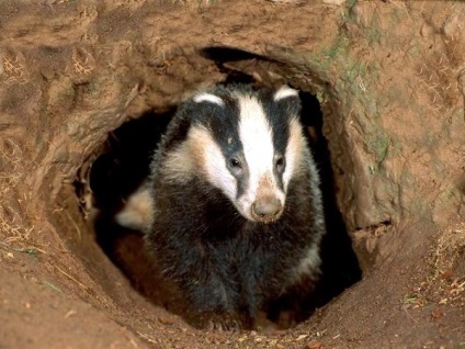 Badger - un animal al pădurii lumii (bursucul) Badger - lumea animalelor de pădure