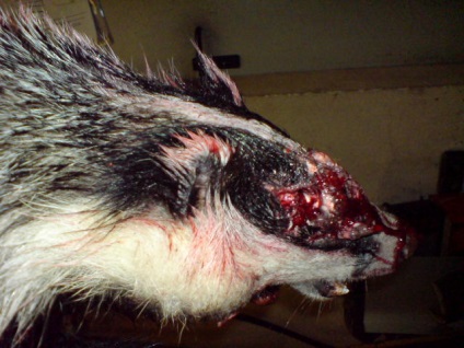 Badger - un animal al pădurii lumii (bursucul) Badger - lumea animalelor de pădure