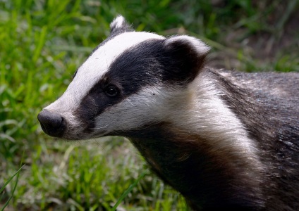 Lumea animalelor de pădure (animale) - Badger Badger - lumea animalelor de pădure