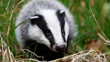 Lumea animalelor de pădure (animale) - Badger Badger - lumea animalelor de pădure