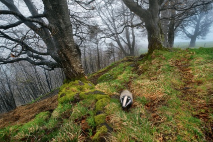 Badger - un animal al pădurii lumii (bursucul) Badger - lumea animalelor de pădure
