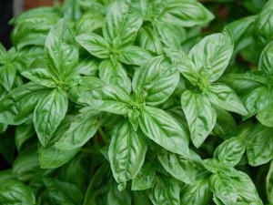 Descriere Basil, proprietăți, fotografie (Rosmarin proprietăți de aplicare) Descriere Basil, caracteristici, fotografii