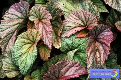 Begonia Dekorativnolistvennye de îngrijire la domiciliu (Begonia) Begonia Dekorativnolistvennye de îngrijire la domiciliu