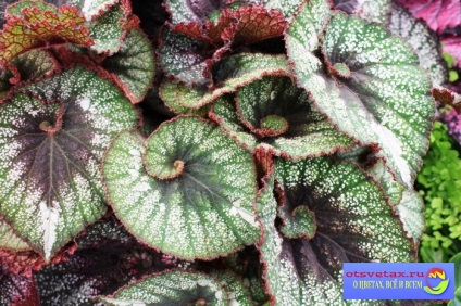 Begonia Dekorativnolistvennye de îngrijire la domiciliu (de ingrijire) Begonia Dekorativnolistvennye de îngrijire la domiciliu