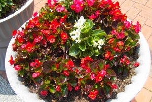 Begonia vechnotsvetuschaya - cultivarea, creșterea, îngrijirea