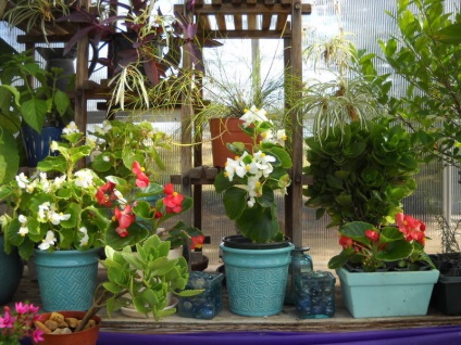 Begonia vechnotsvetuschaya în grădina dumneavoastră (din cauza lipsei de lumină) Begonia vechnotsvetuschaya în grădina dumneavoastră
