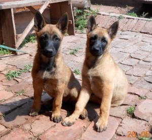 ciobănesc belgian (Engleză (Belgia) Ciobanesc belgian (Eng