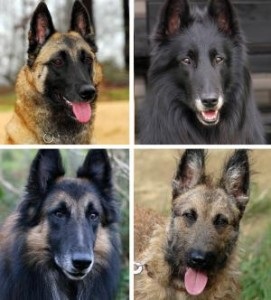 ciobănesc belgian (Engleză (Belgia) Ciobanesc belgian (Eng