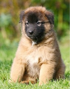 ciobănesc belgian (Engleză (Belgia) Ciobanesc belgian (Eng