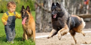 ciobănesc belgian (în engleză (Groenendael) Ciobanesc belgian (Eng