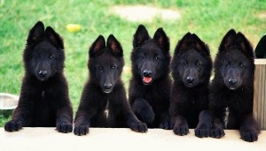 ciobănesc belgian (în engleză (Malinois) Ciobanesc belgian (Eng
