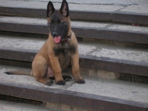 Ciobanesc belgian (engleza (toate cele patru tipuri) Ciobanesc belgian (Eng