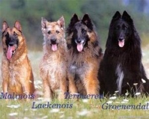 ciobănesc belgian (în engleză (Shepherd) Ciobanesc belgian (Eng