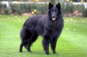ciobănesc belgian (Engleză (Belgia) Ciobanesc belgian (Eng