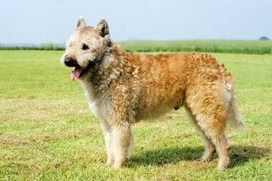 ciobănesc belgian (în engleză (Malinois) Ciobanesc belgian (Eng