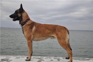 ciobănesc belgian (Engleză (ciobanesc belgian) Ciobanesc belgian (Eng