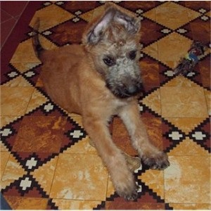 ciobănesc belgian (în engleză (Groenendael) Ciobanesc belgian (Eng