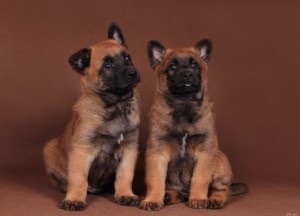 ciobănesc belgian (în engleză (Shepherd) Ciobanesc belgian (Eng