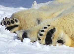 Ursul polar (World Wildlife Fund) urs polar
