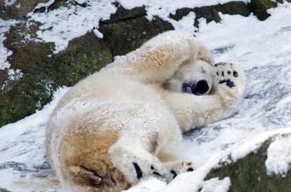 Ursul polar (World Wildlife Fund) urs polar