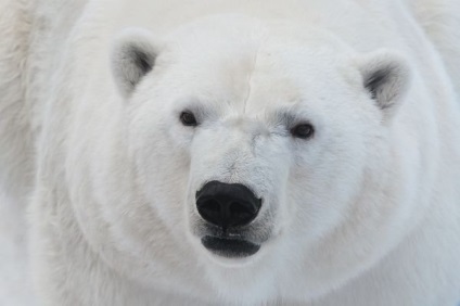 Ursul polar (alb) urs polar