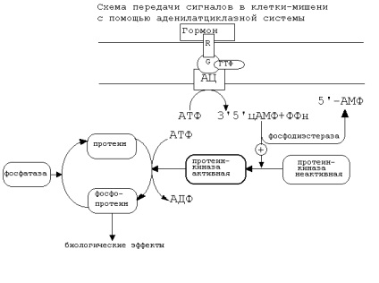 hormoni Biochemistry (legare de calciu calmodulin proteine) biochimie de hormoni