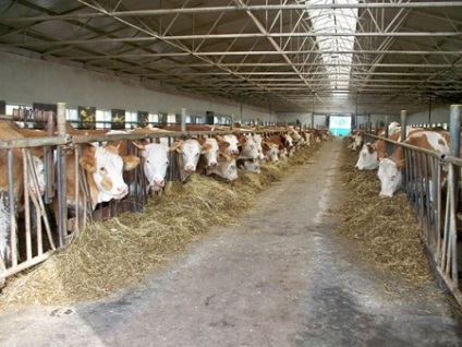 Planul de afaceri sau mimetic cum să organizeze propria lor ferma (aproximativ mii) Business mimetic plan sau cum să organizeze propria ferma