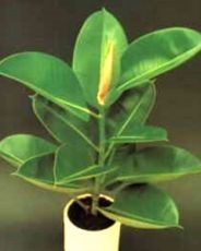 Boli ficus (umiditate la temperatură) Boli ale ficus