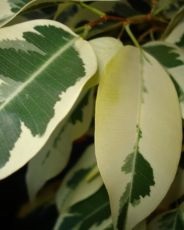 Boli smochin (Ficus) Boli ale ficus