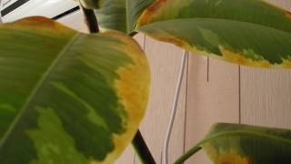 Boli ficus și tratamentul lor (boala) Boala Ficus și tratamentul lor