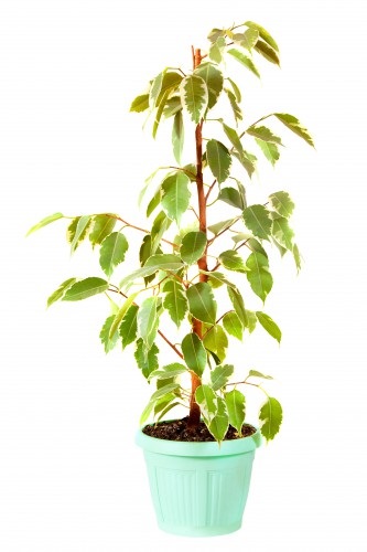Boala Ficus și tratamentul lor (frunze de ficus rândul său, galben) Boala Ficus și tratamentul lor