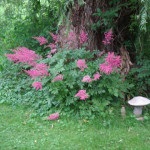 Boli si daunatori Foto Astilbe (boala) Boli si daunatori Astilbe fotografie