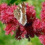 Boli si daunatori Foto Astilbe (dăunătorilor) Boli si daunatori Astilbe fotografie