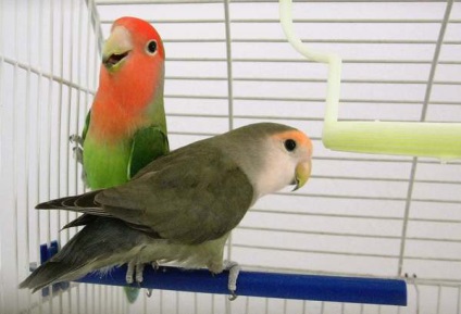 Boala Parrot (boala papagal) boala papagal