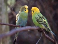 Boli papagali, tratament perusi, budgerigars boala, perus tratament (papagali) Boala Parrot, tratamentul de papagali, budgies boala, perus de tratament,