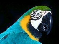 Boli papagali, tratament perusi, budgerigars boala, perus tratament (boala) Boala Parrot, tratamentul de papagali, budgies boala, perus de tratament,