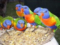 Boli papagali, tratament perusi, budgerigars boala, perus tratament (papagali) Boala Parrot, tratamentul de papagali, budgies boala, perus de tratament,