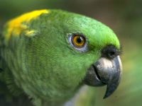 Boli papagali, tratament perusi, budgerigars boala, perus tratament (ondulat) Boala Parrot, tratamentul de papagali, budgies boala, perus de tratament,