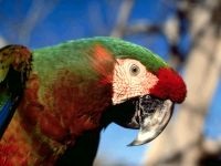 Boli papagali, tratament perusi, budgerigars boala, perus tratament (boala) Boala Parrot, tratamentul de papagali, budgies boala, perus de tratament,