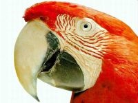 Boli papagali, tratament perusi, budgerigars boala, perus tratament (ondulat) Boala Parrot, tratamentul de papagali, budgies boala, perus de tratament,