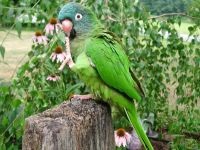 Boli papagali, tratament perusi, budgerigars boala, perus tratament (papagali) Boala Parrot, tratamentul de papagali, budgies boala, perus de tratament,