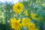 test de Lensbaby Big (Soft Focus Optic) Lensbaby mare test